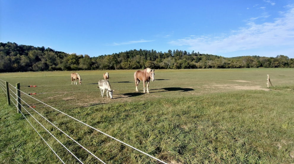 Biltmore Estate – The Farm