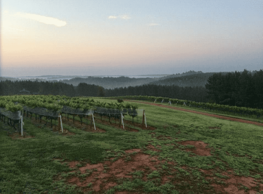 Mountain Brook Vineyards